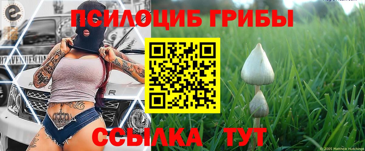 Псилоцибиновые грибы Psilocybe  как найти наркотики  Качканар 